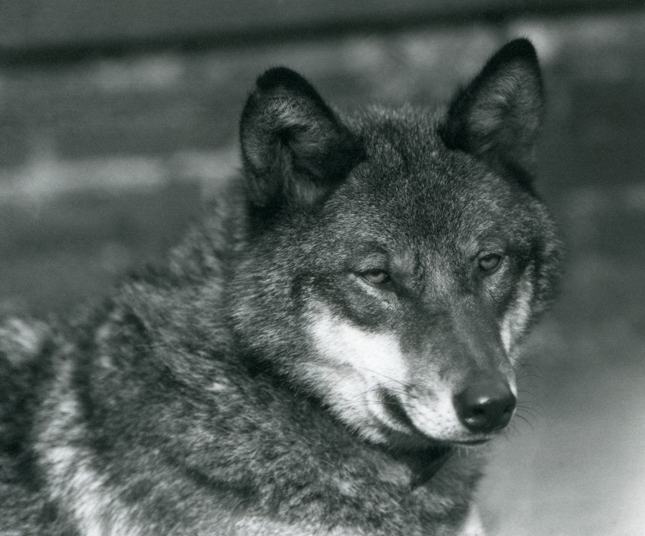 En grå ulv i London Zoo, 1925 av Frederick William Bond