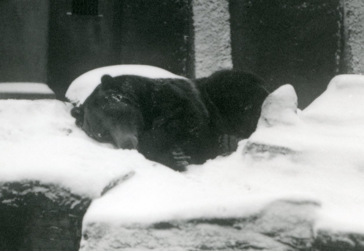 En Grizzly Bear sover i snøen, London Zoo, 1924 av Frederick William Bond