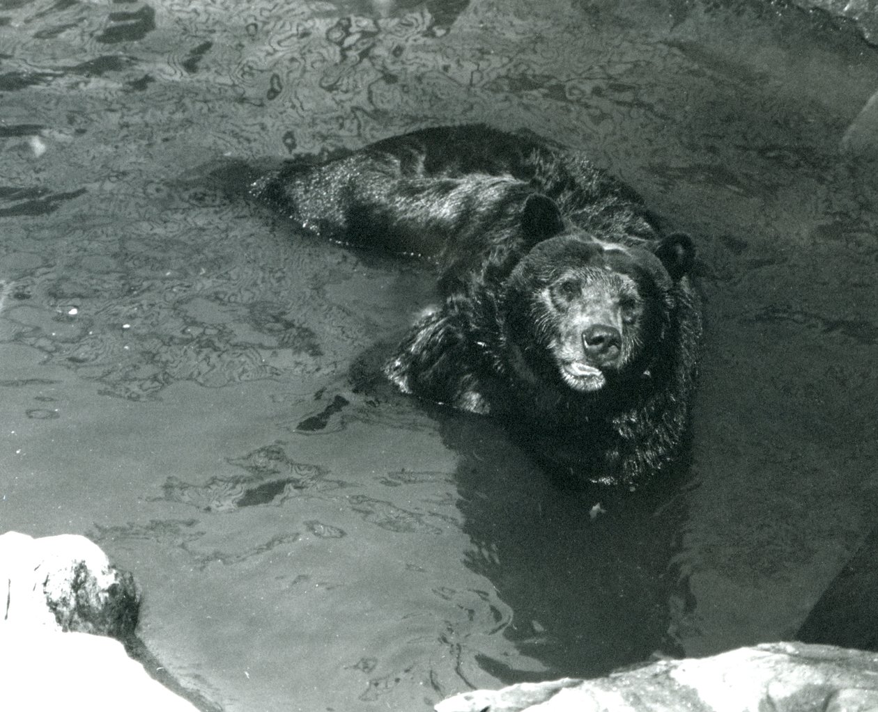En Grizzly Bear bader i bassenget i London Zoo i 1924 av Frederick William Bond
