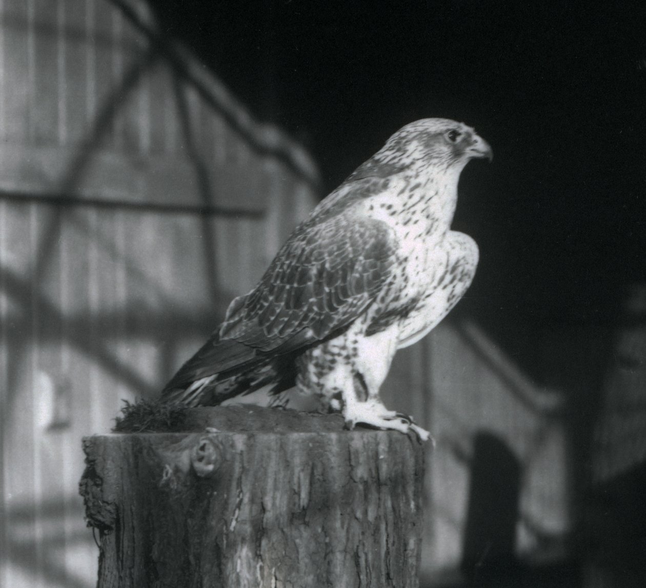 En Gyrfalcon hviler på en tømmerstokk, London Zoo, desember 1925 av Frederick William Bond