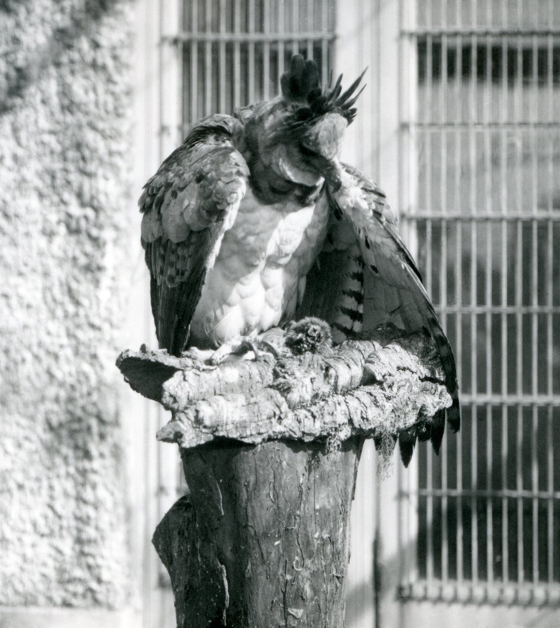 En Harpy Eagle i London Zoo, april 1914 av Frederick William Bond