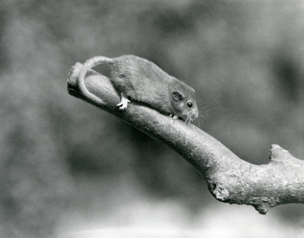 En Hassel/Common Dormouse på en gren, London Zoo av Frederick William Bond