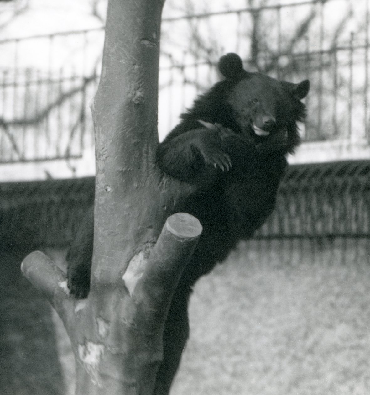 En Himalaya brunbjørn Isabelline Bear Dzu-Teh i et tre i London Zoo i 1925 av Frederick William Bond
