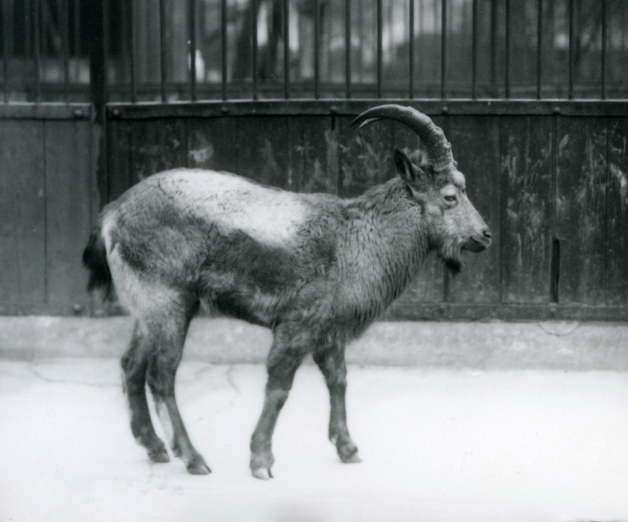 En steinbukk fra Himalaya som står ved London Zoo, 1927 av Frederick William Bond
