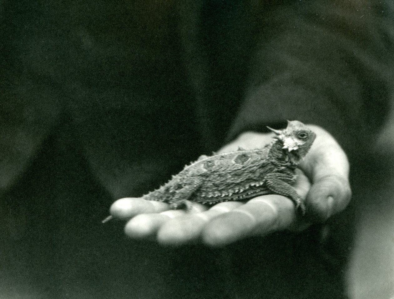 A Horned Lizard hviler i sin vokterhånd, London Zoo, april 1923 (bw-bilde) av Frederick William Bond