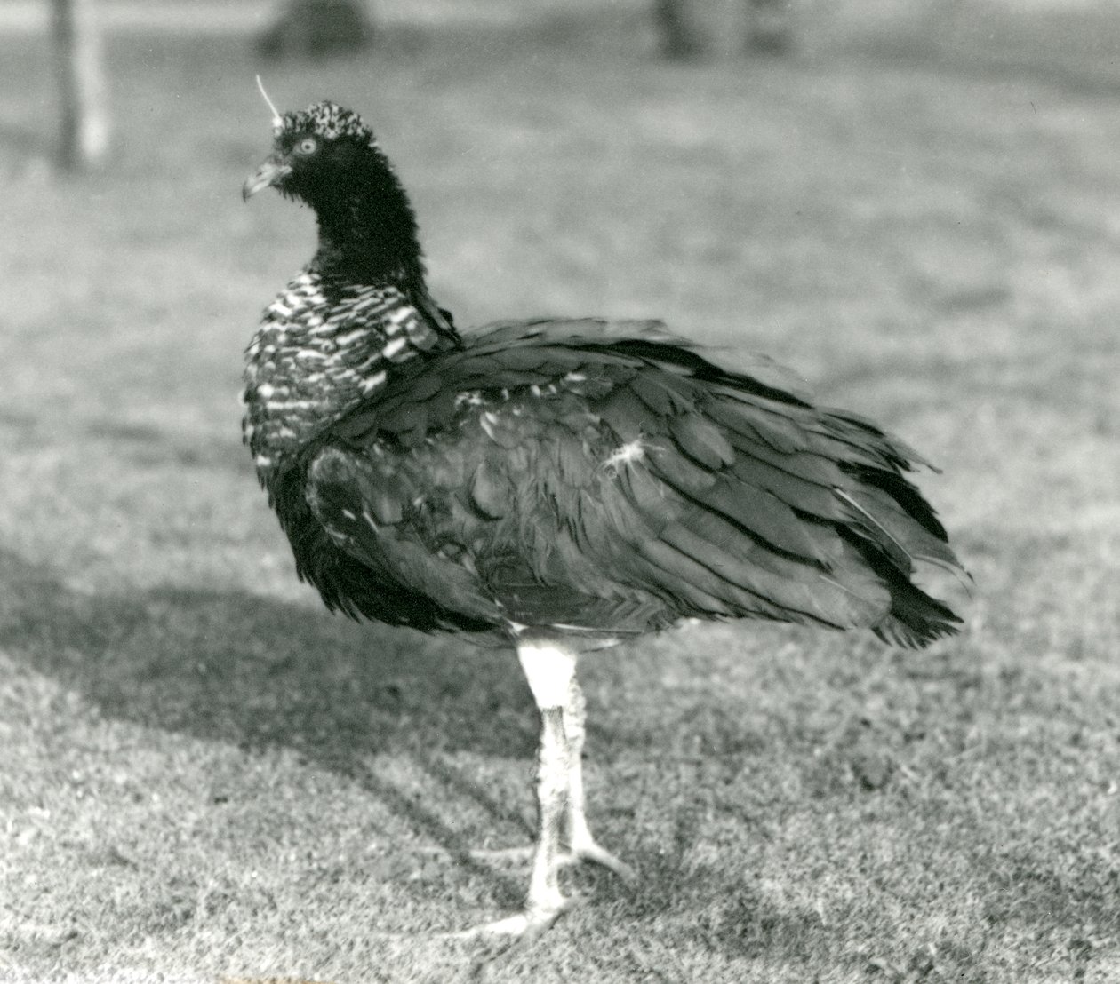 En Horned Screamer stående på gress i London Zoo i september 1927 av Frederick William Bond