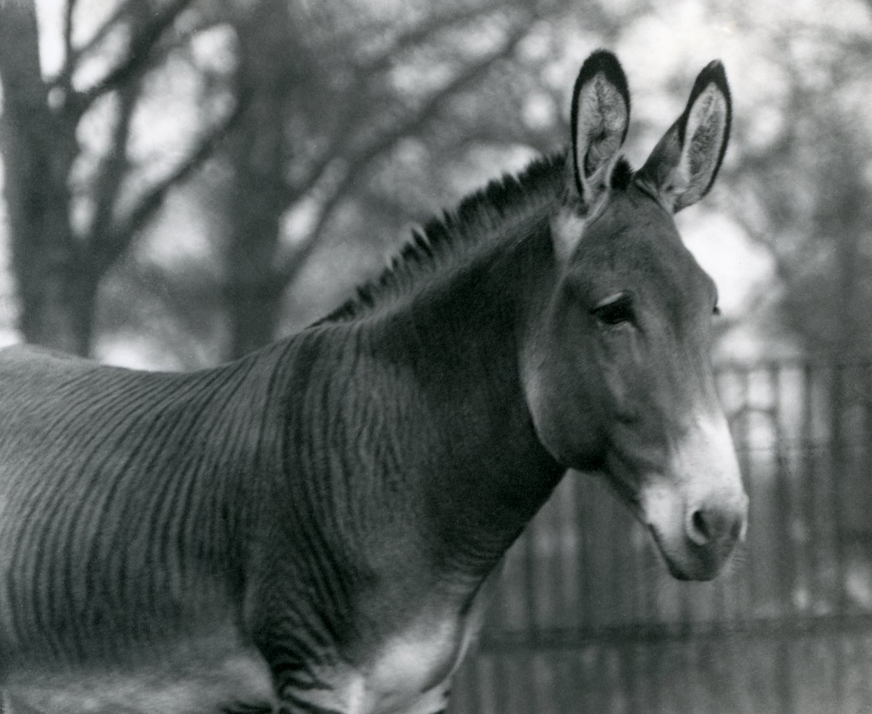 En hybrid sebra i London Zoo i juli 1924 av Frederick William Bond