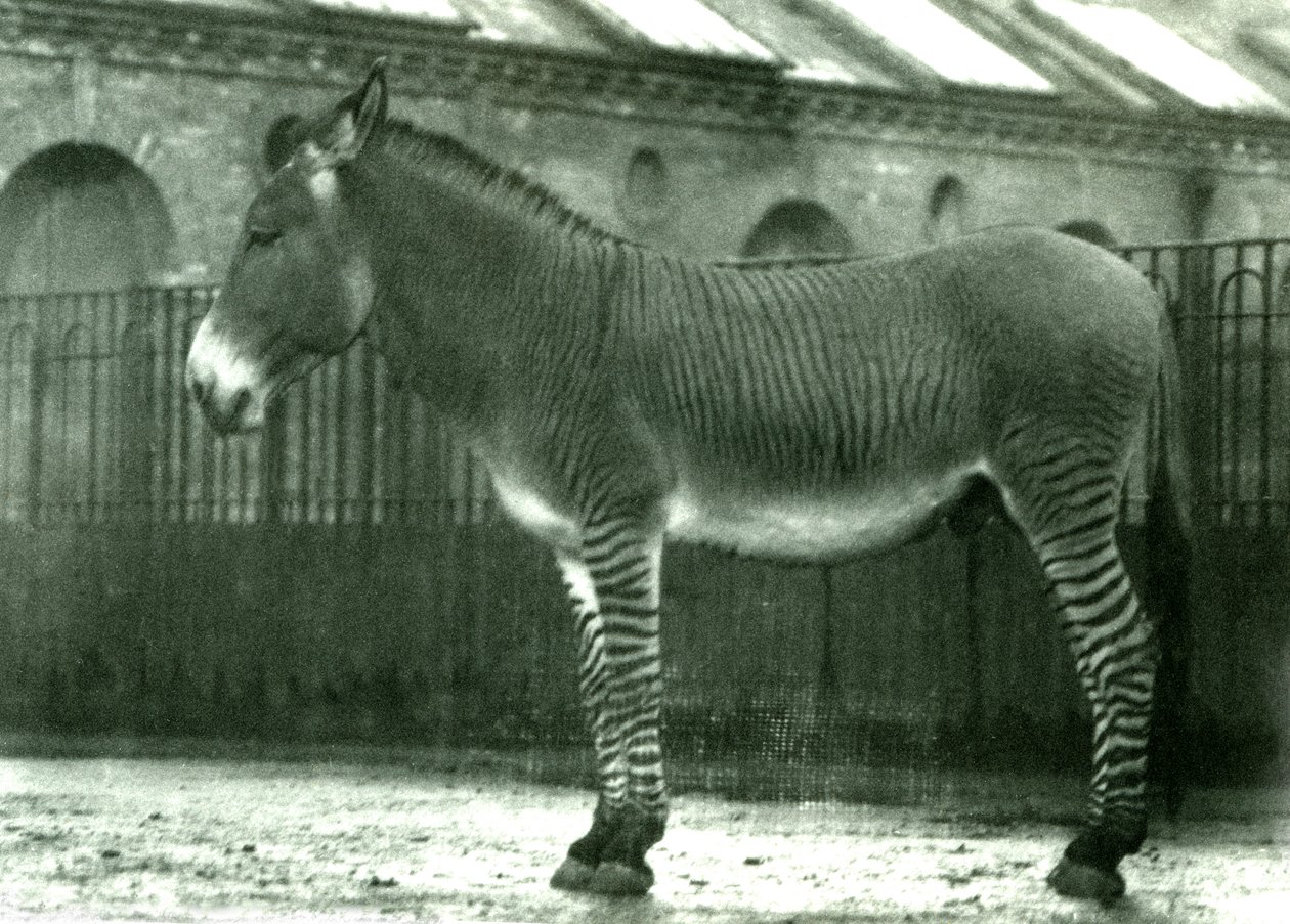 En hybrid sebra i innhegningen i London Zoo, 1924 (bw-bilde) av Frederick William Bond