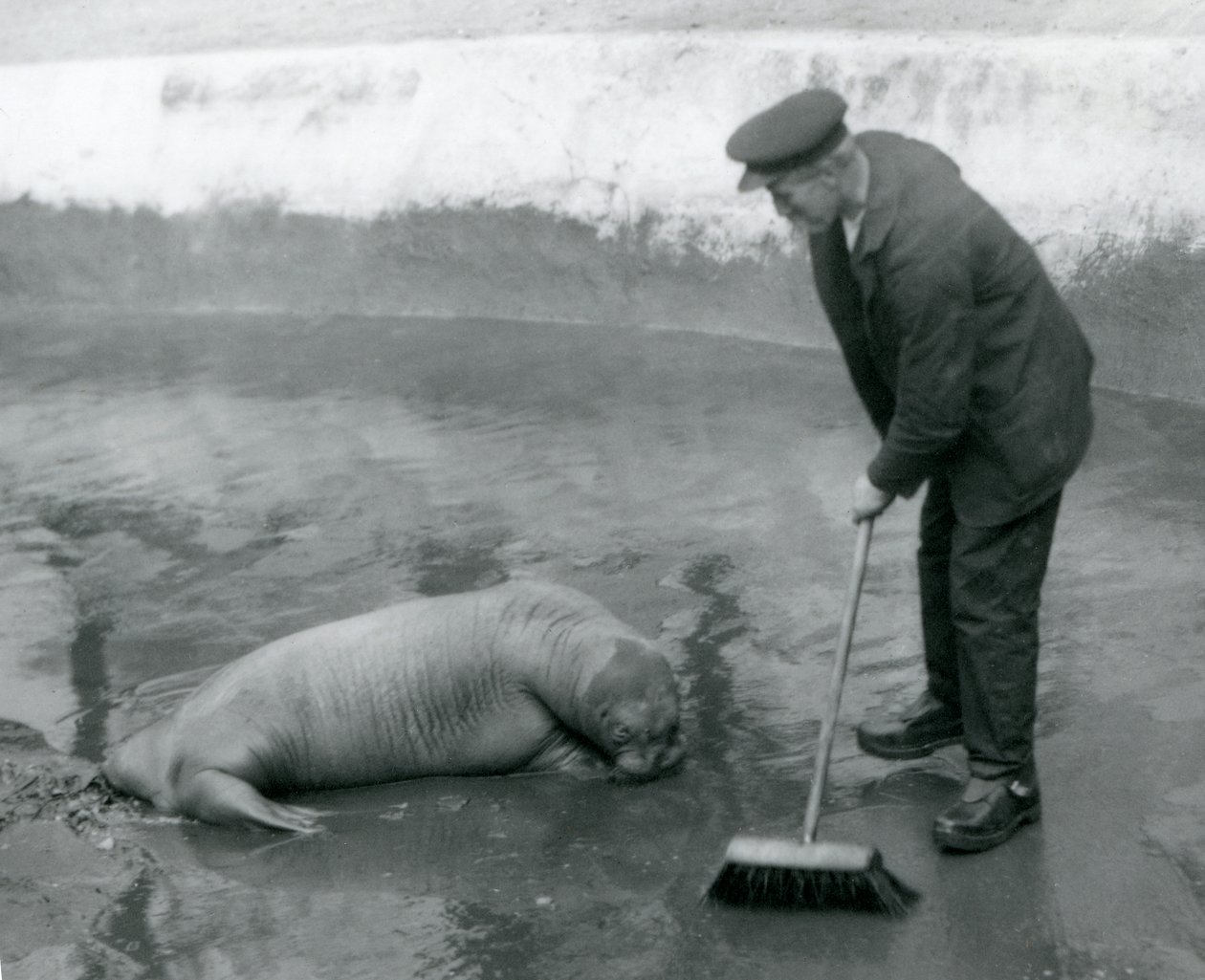 A Keeper feier Walrus-bassenget, London Zoo, august 1924 av Frederick William Bond