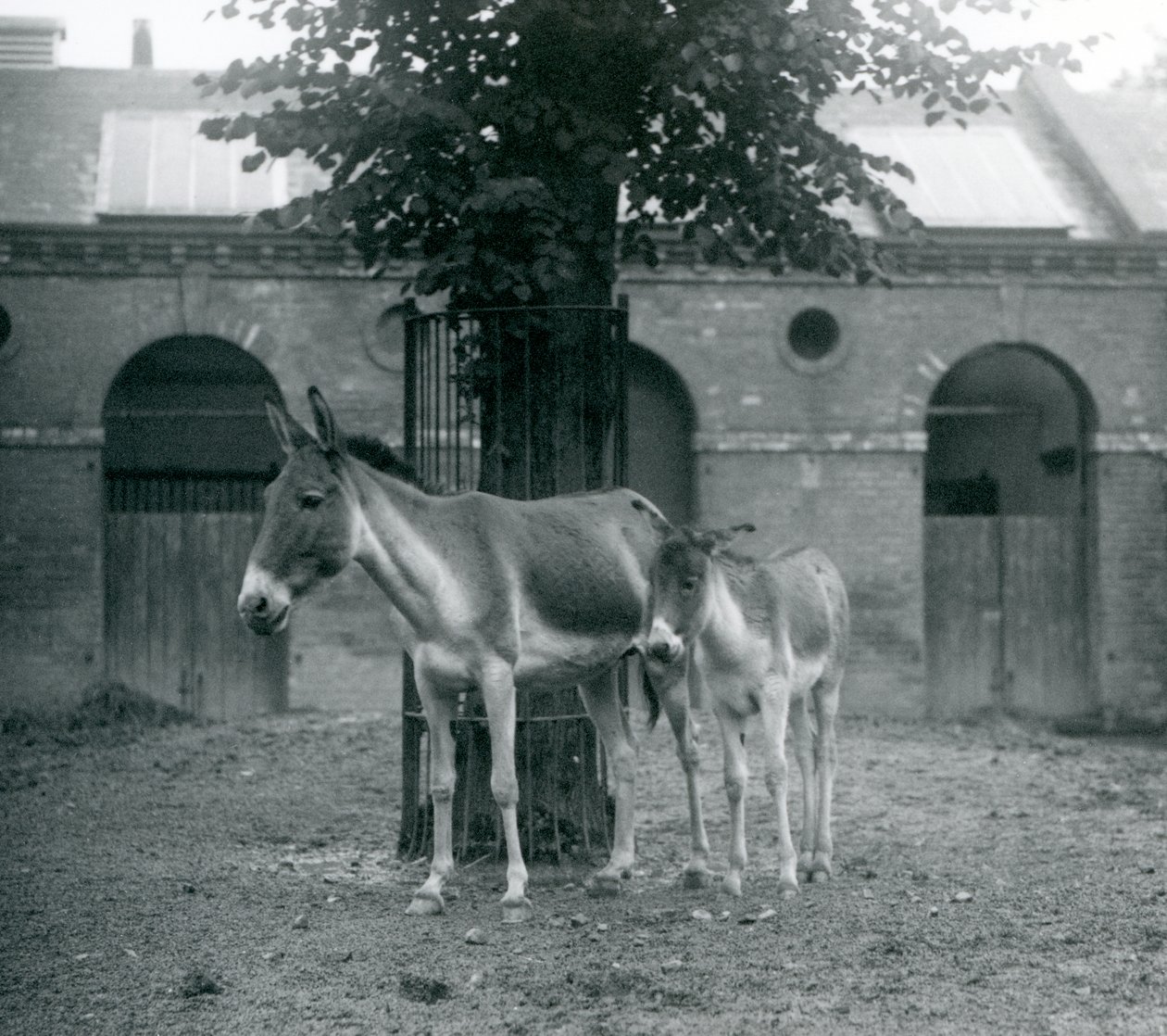 En KiangTibetan Wild Ass KhyangGorkhar og føllet hennes står under et tre i paddocken deres, London Zoo, august 1927 av Frederick William Bond