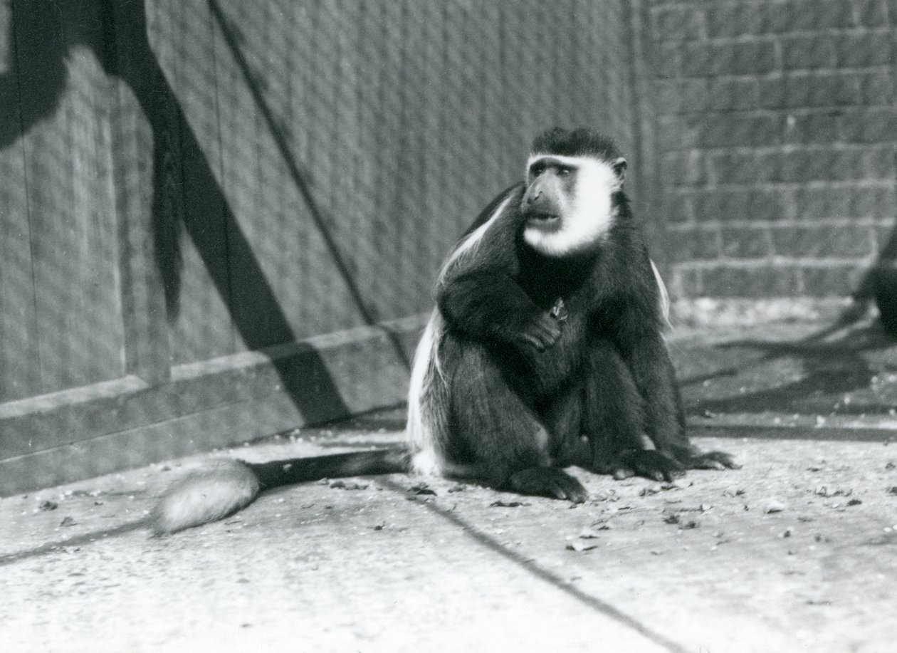 En Kikuyu svart-hvitt Colobus-ape sitter i innhegningen i London Zoo i juli 1925 av Frederick William Bond