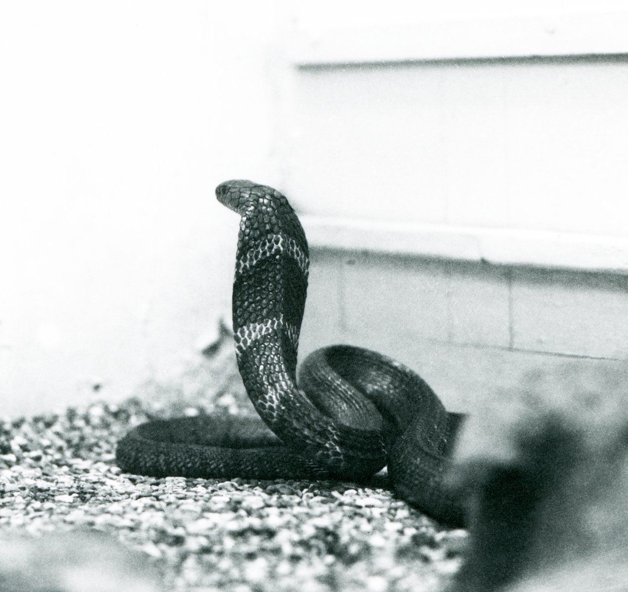 En King Cobra Hamadryad i London Zoo, oktober 1925 av Frederick William Bond
