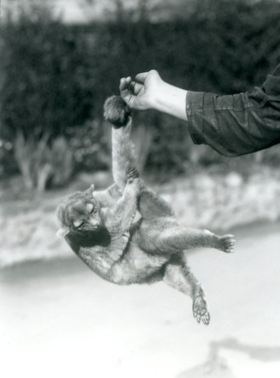 En Kinkajou hengt opp fra en keeper-finger i sin gripende hale, London Zoo, september 1925 av Frederick William Bond