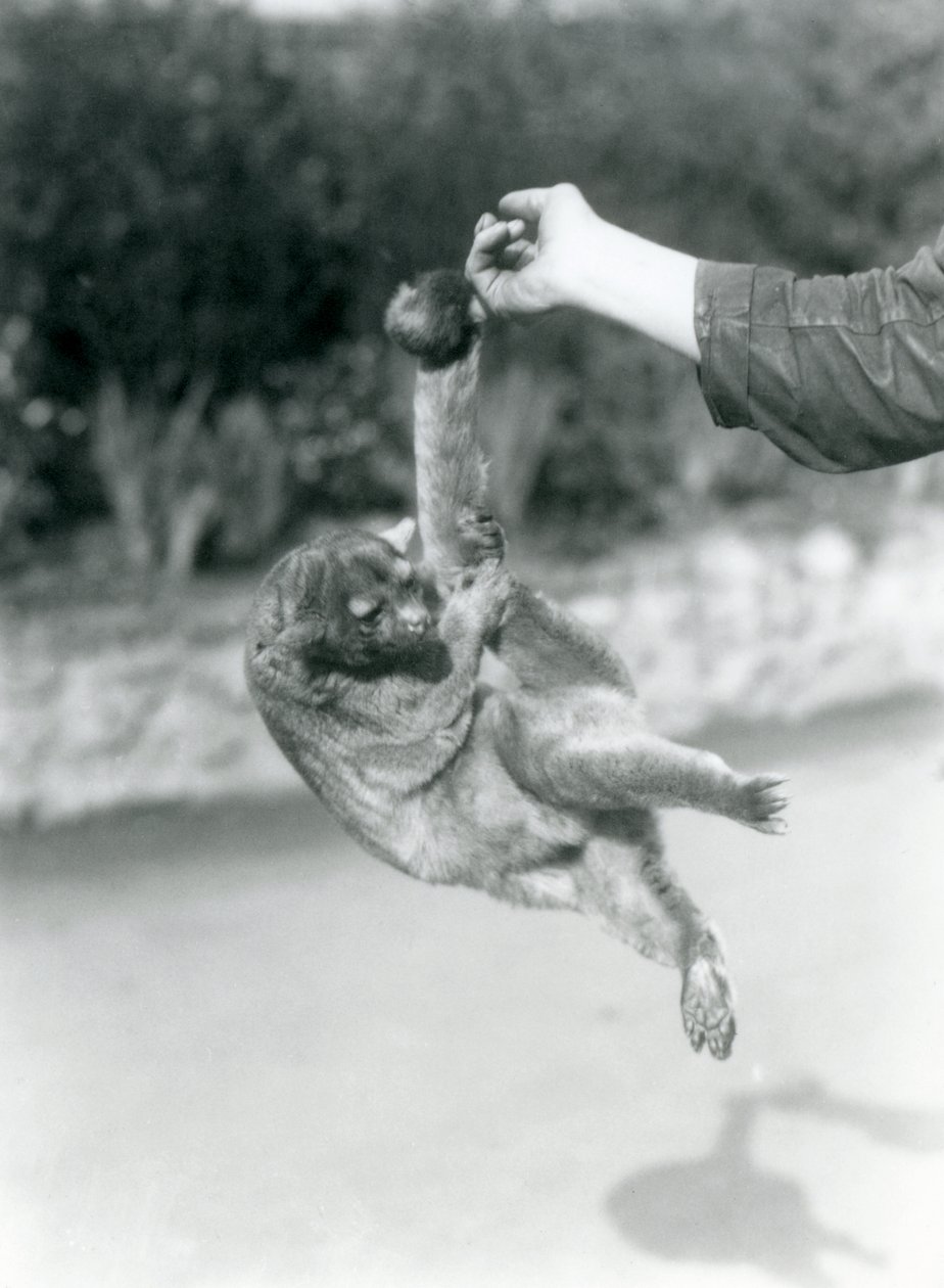 En Kinkajou hengt opp fra en keeper-finger i sin gripende hale, London Zoo, september 1925 av Frederick William Bond