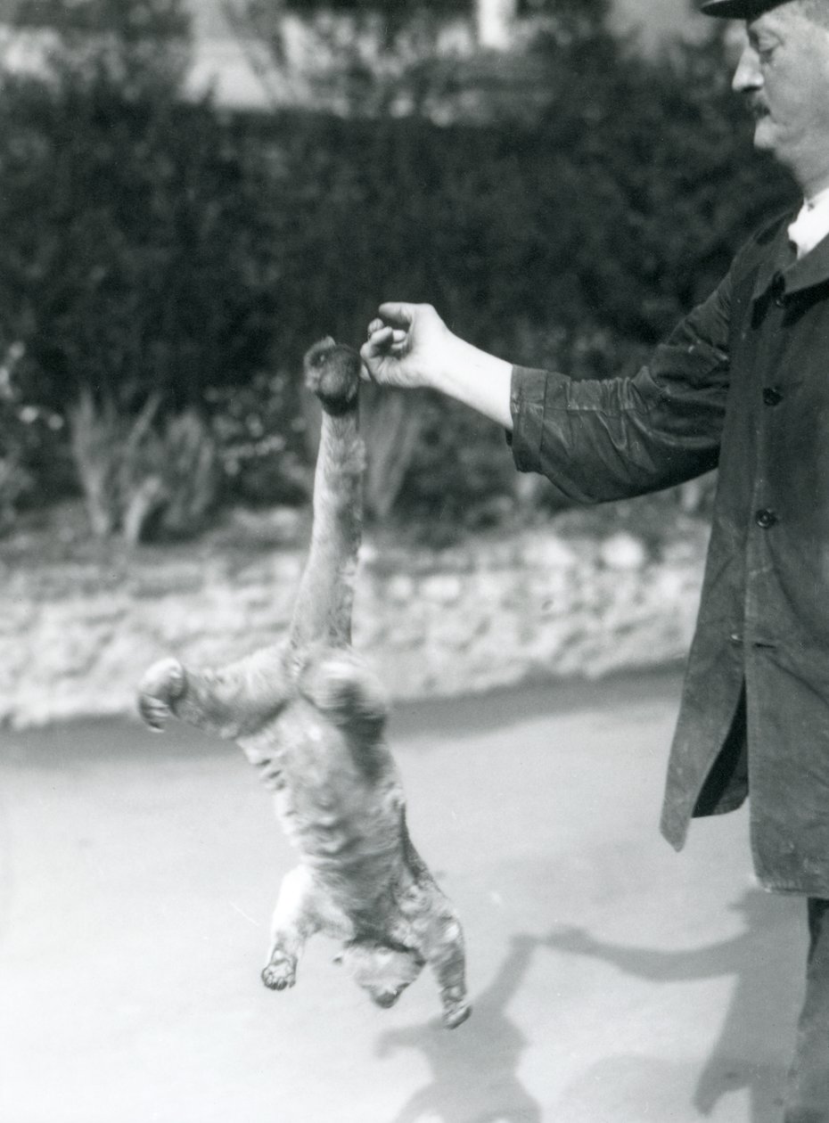 En Kinkajou hengt opp ned, fra en keeperfinger, ved sin gripende hale, London Zoo, september 1925 av Frederick William Bond