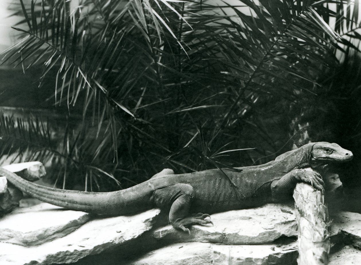 En Komodo DragonMonitor hviler nakken og forbena opp mot en tømmerstokk i London Zoo i juni 1927 av Frederick William Bond