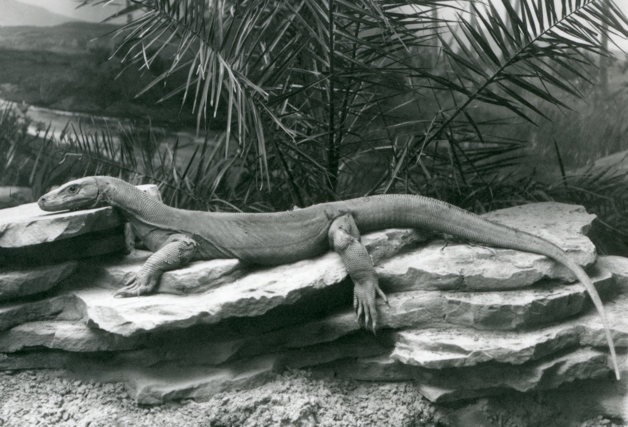En Komodo Dragon Monitor hviler på en steinete vegg i London Zoo i 1927 av Frederick William Bond
