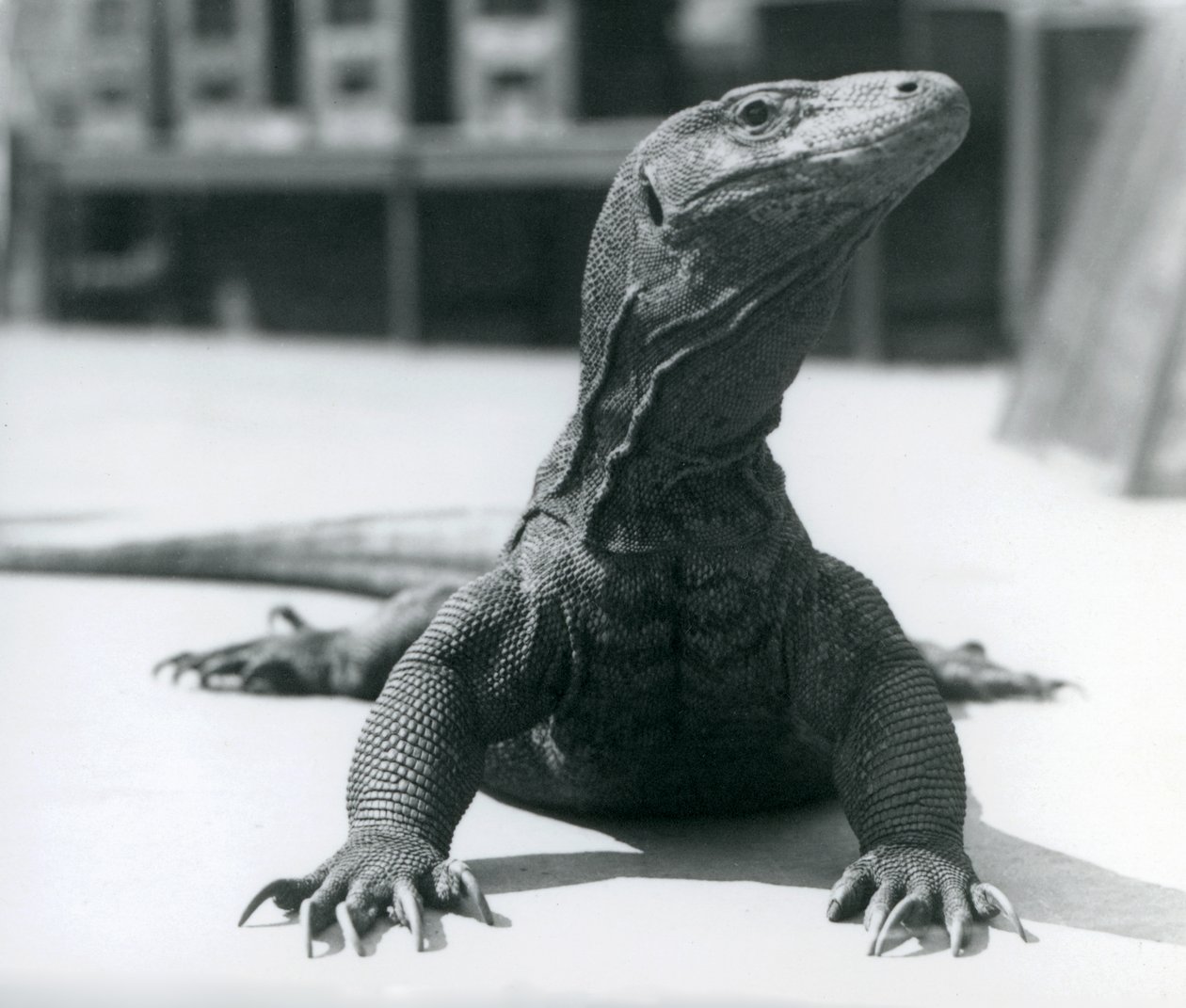 En Komodo-drage i London Zoo, august 1928 av Frederick William Bond