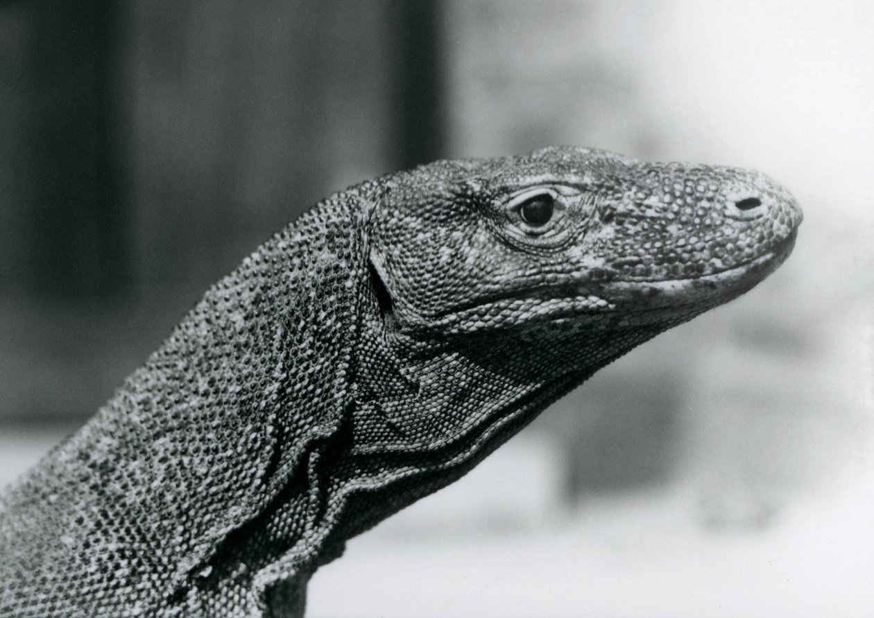 En Komodo-drage i London Zoo i august 1928 (s/hvitt-bilde) av Frederick William Bond