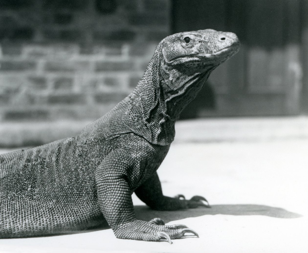 En Komodo-drage i London Zoo i august 1928 (s/hvitt-bilde) av Frederick William Bond