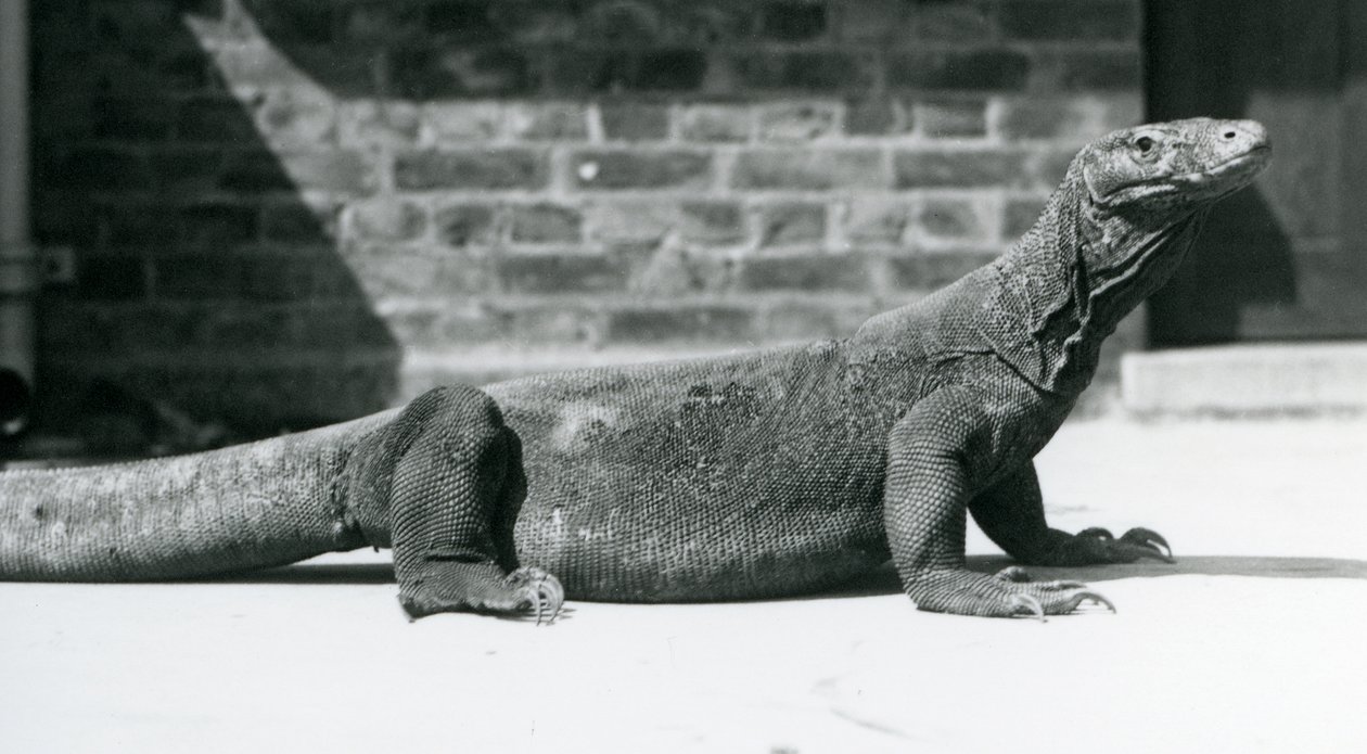 En Komodo-drage i London Zoo i august 1928 (s/hvitt-bilde) av Frederick William Bond