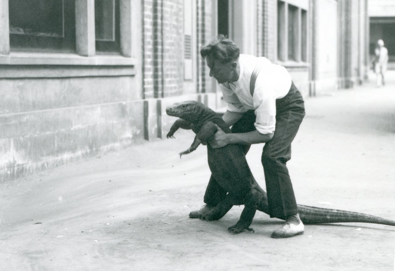 En Komodo-drage som holdes opp på bakbena, av en keeper ved London Zoo i august 1928 (s/hv-bilde) av Frederick William Bond