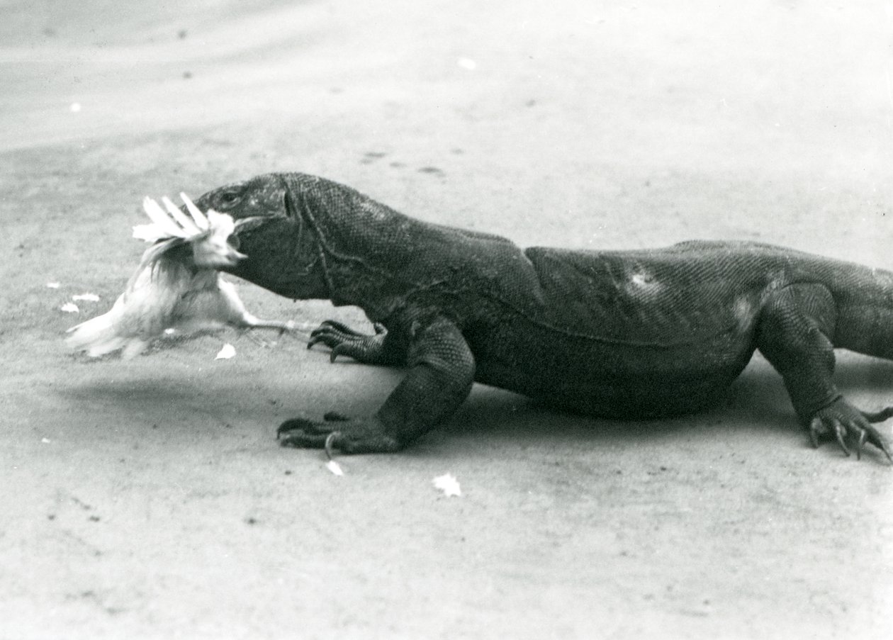En Komodo-drage som spiser en kylling, London Zoo av Frederick William Bond
