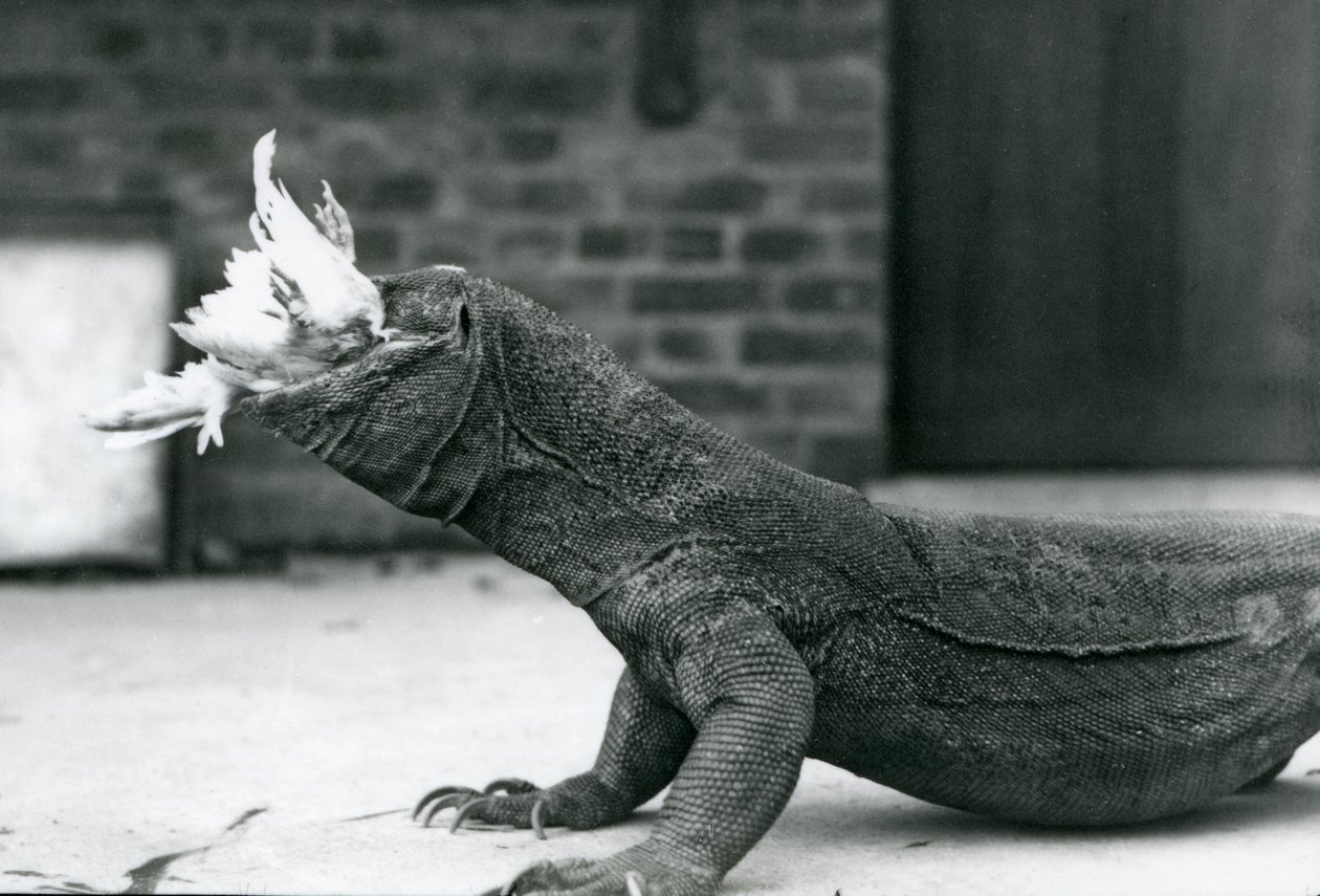 En Komodo-drage spiser en kylling i London Zoo august 1928 (s/hvitt-bilde) av Frederick William Bond