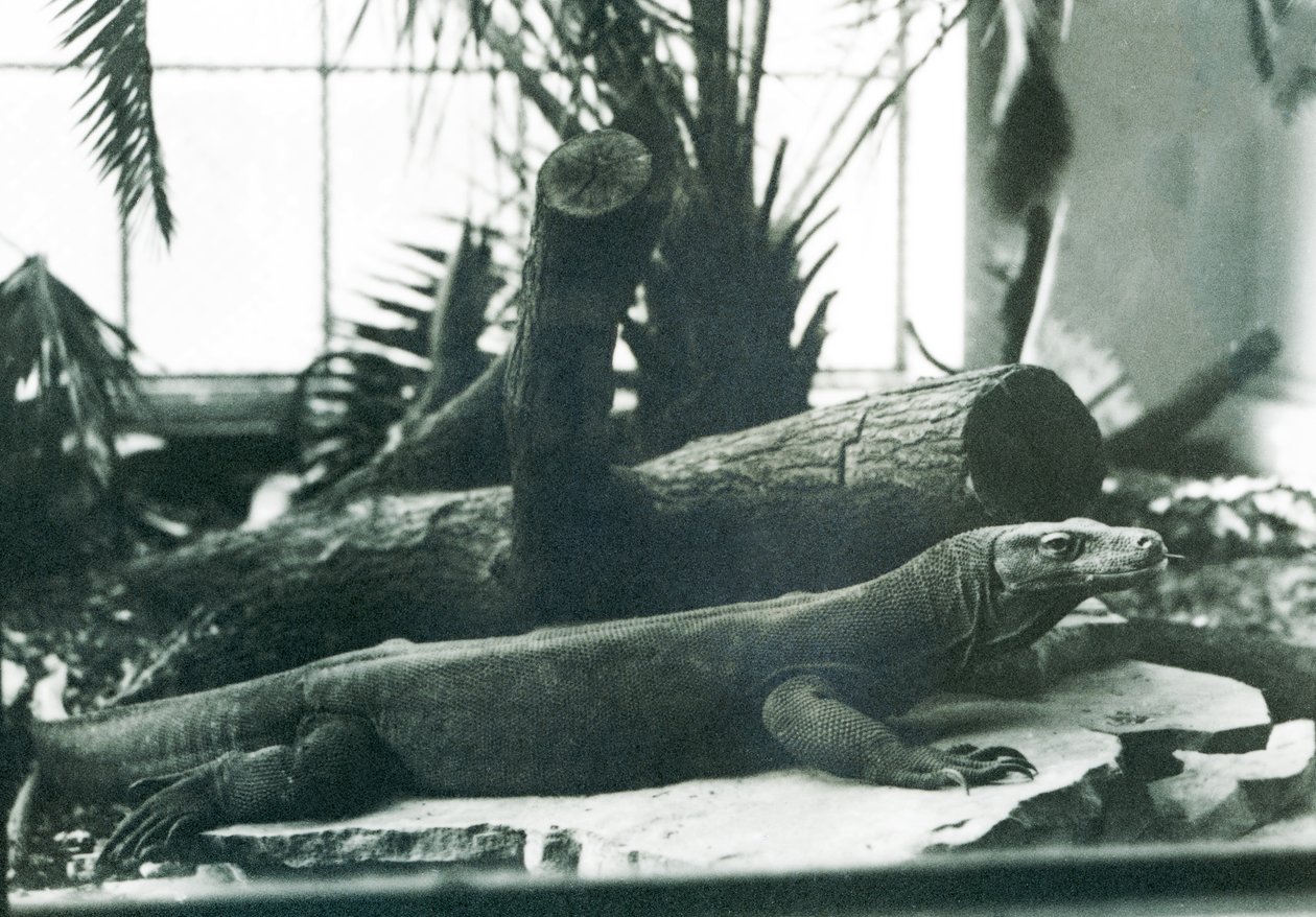 En Komodo-drage i reptilhuset i London Zoo i august 1928 (s/hvitt-bilde) av Frederick William Bond