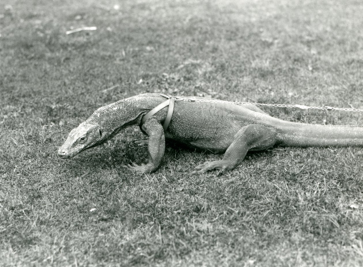 En komododrage ute på tur på en plen, iført sele og bånd (s/h-bilde) av Frederick William Bond