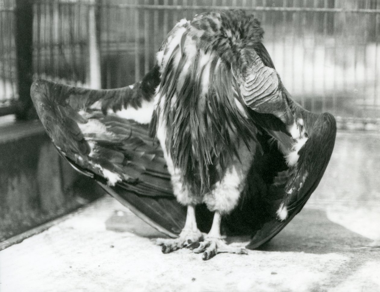 En gribb med lappansikt som står på gulvet i innhegningen og pusser vingefjærene, London Zoo av Frederick William Bond
