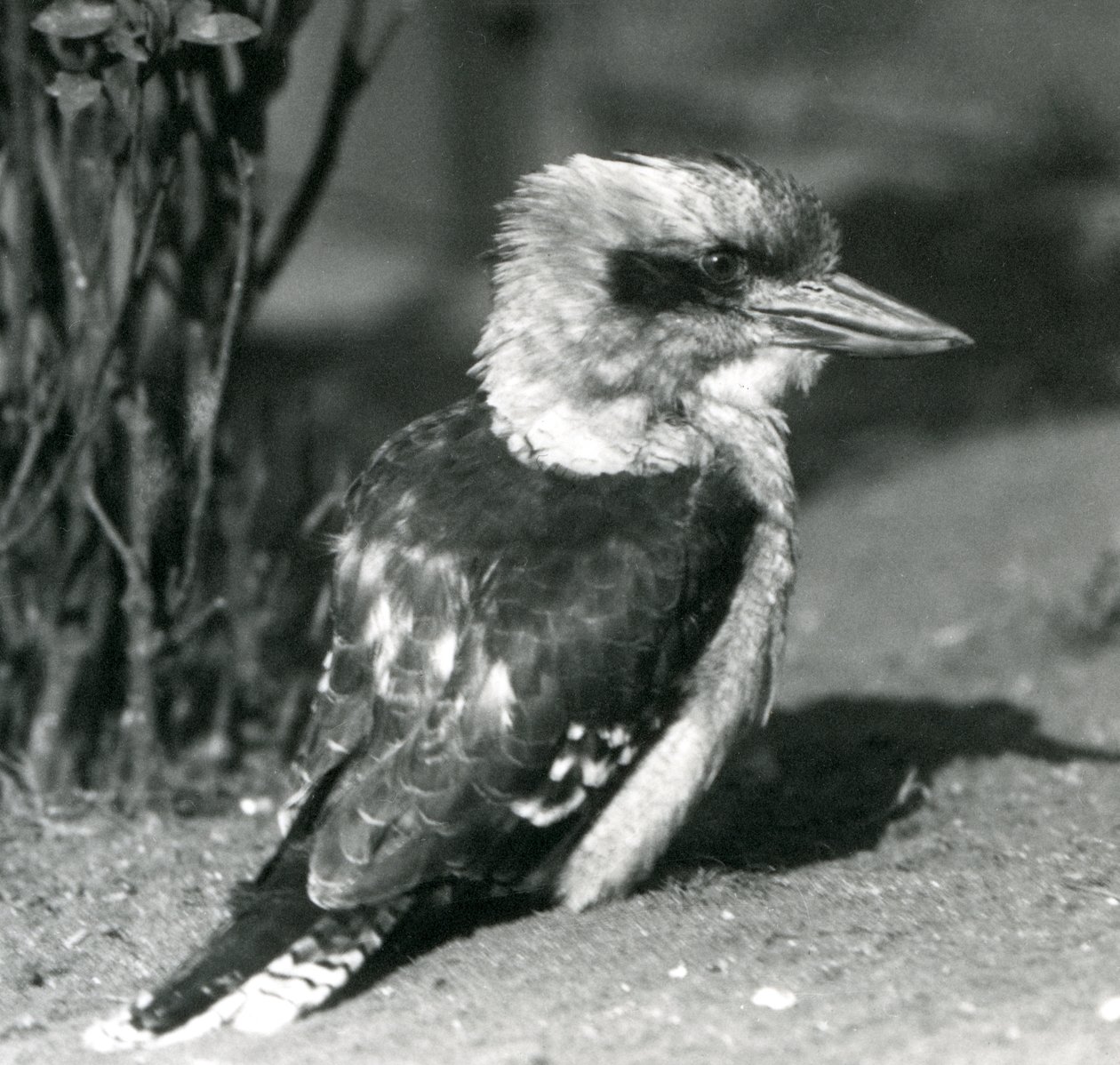 A Laughing Kookaburra i London Zoo i april 1925 av Frederick William Bond