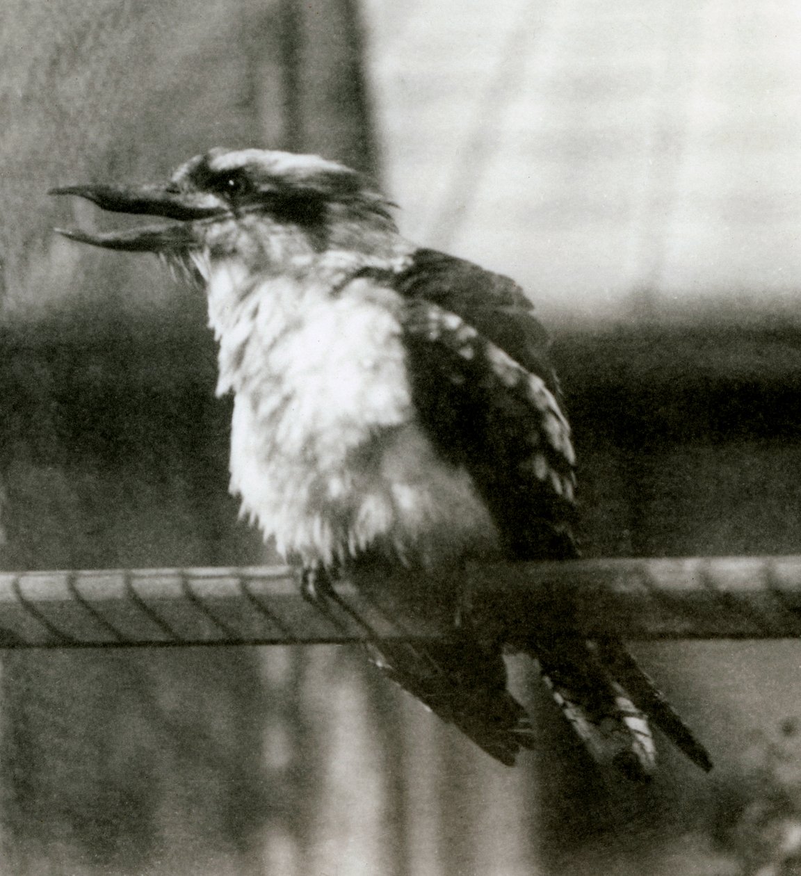 A Laughing Kookaburra i London Zoo i oktober 1924 av Frederick William Bond