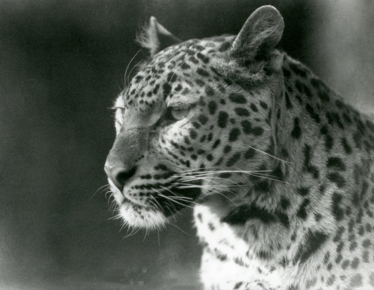 En leopard i London Zoo i 1930 (s/hvitt-bilde) av Frederick William Bond