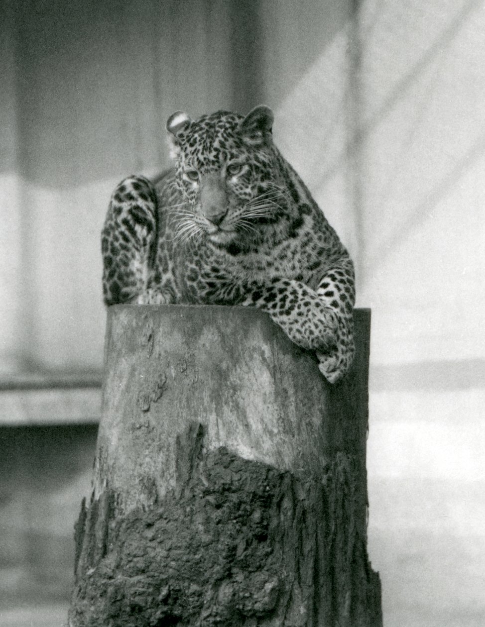 En leopard som ligger på toppen av en trestubbe, London Zoo av Frederick William Bond