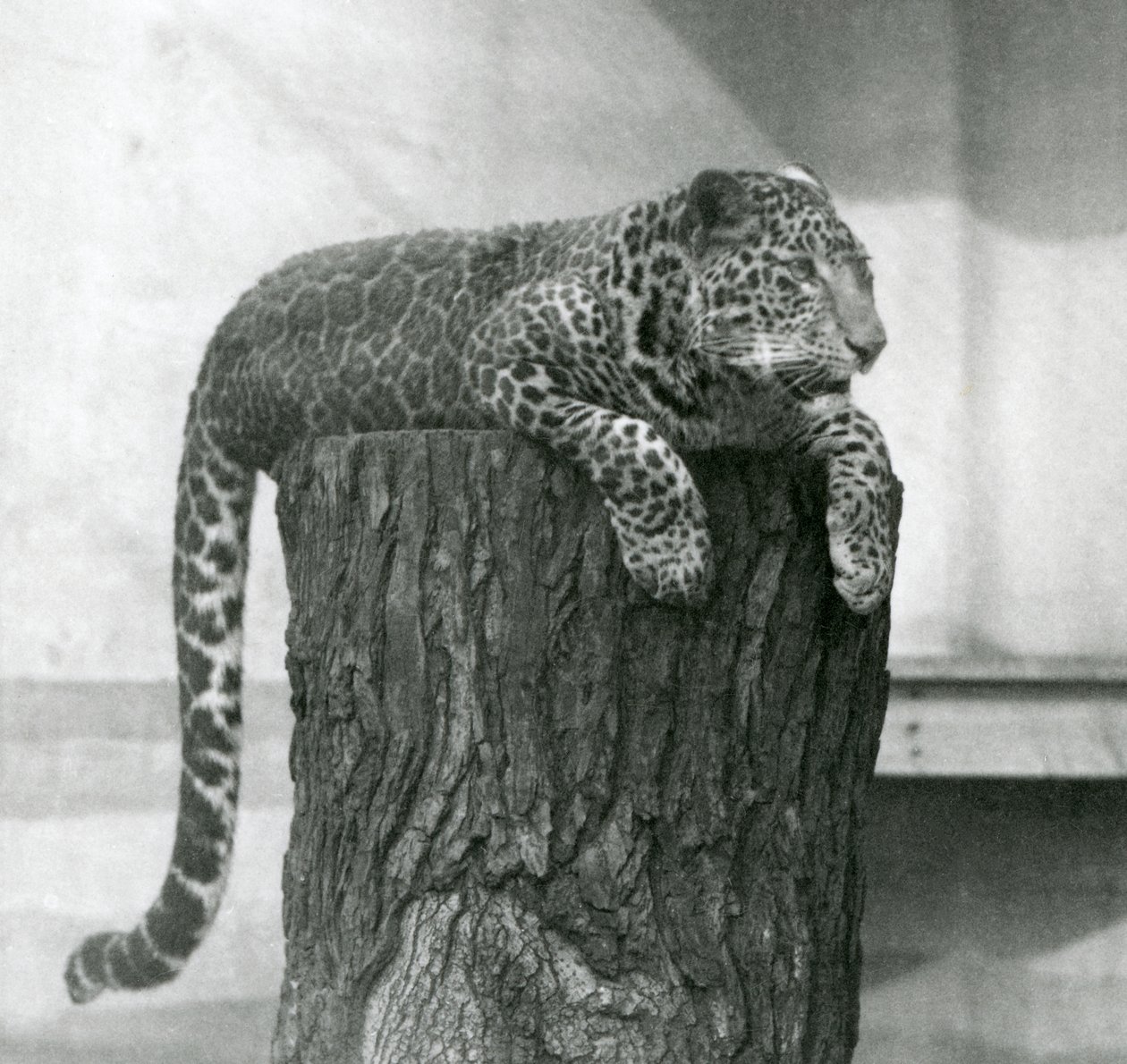 En leopard som ligger på toppen av en trestubbe med halen dingler ned bak, London Zoo av Frederick William Bond