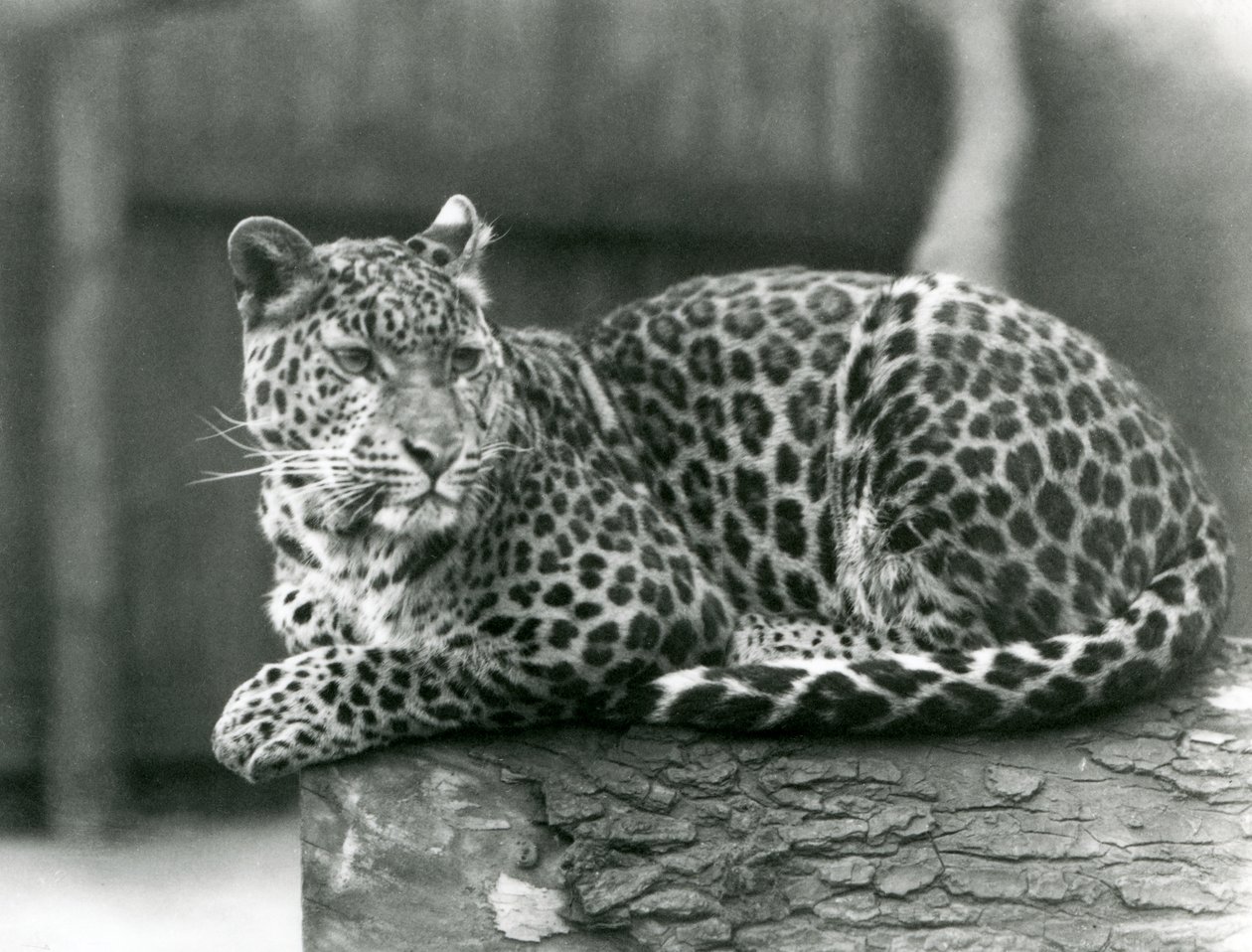 En leopard hviler på en tømmerstokk i London Zoo i 1929 (s/hv-bilde) av Frederick William Bond