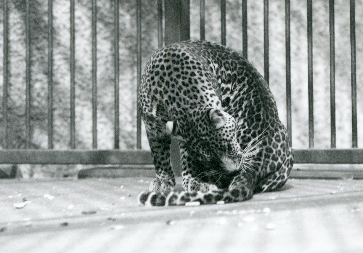 En leopard som sitter i innhegningen og pleier benet, London Zoo, 1927 av Frederick William Bond
