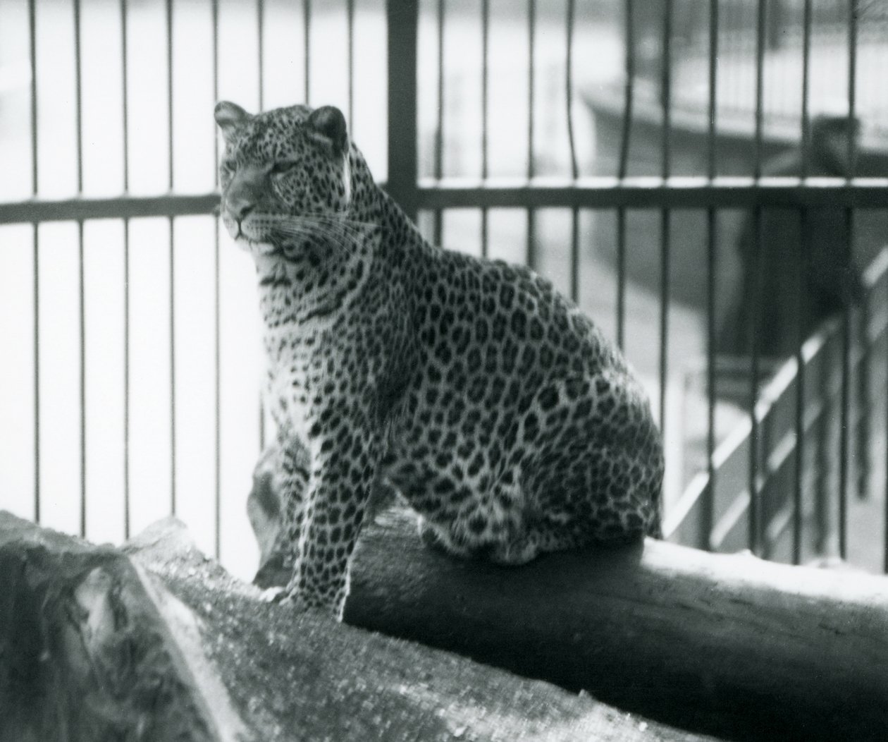 En leopard som sitter på en tømmerstokk i innhegningen i London Zoo, september 1925 av Frederick William Bond