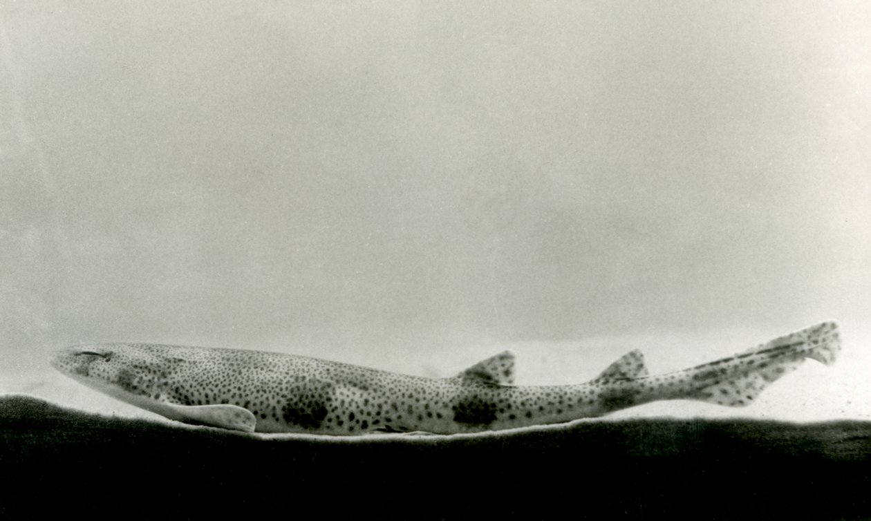 En mindre flekket pigghå i London Zoo i 1924 av Frederick William Bond