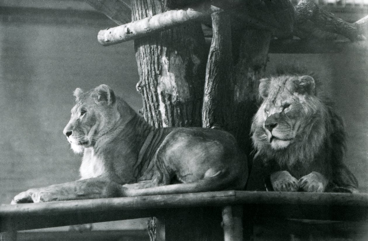 En løve og løvinne hviler på en høy plattform, i deres innhegning, London Zoo i 1929 (s/hv-bilde) av Frederick William Bond