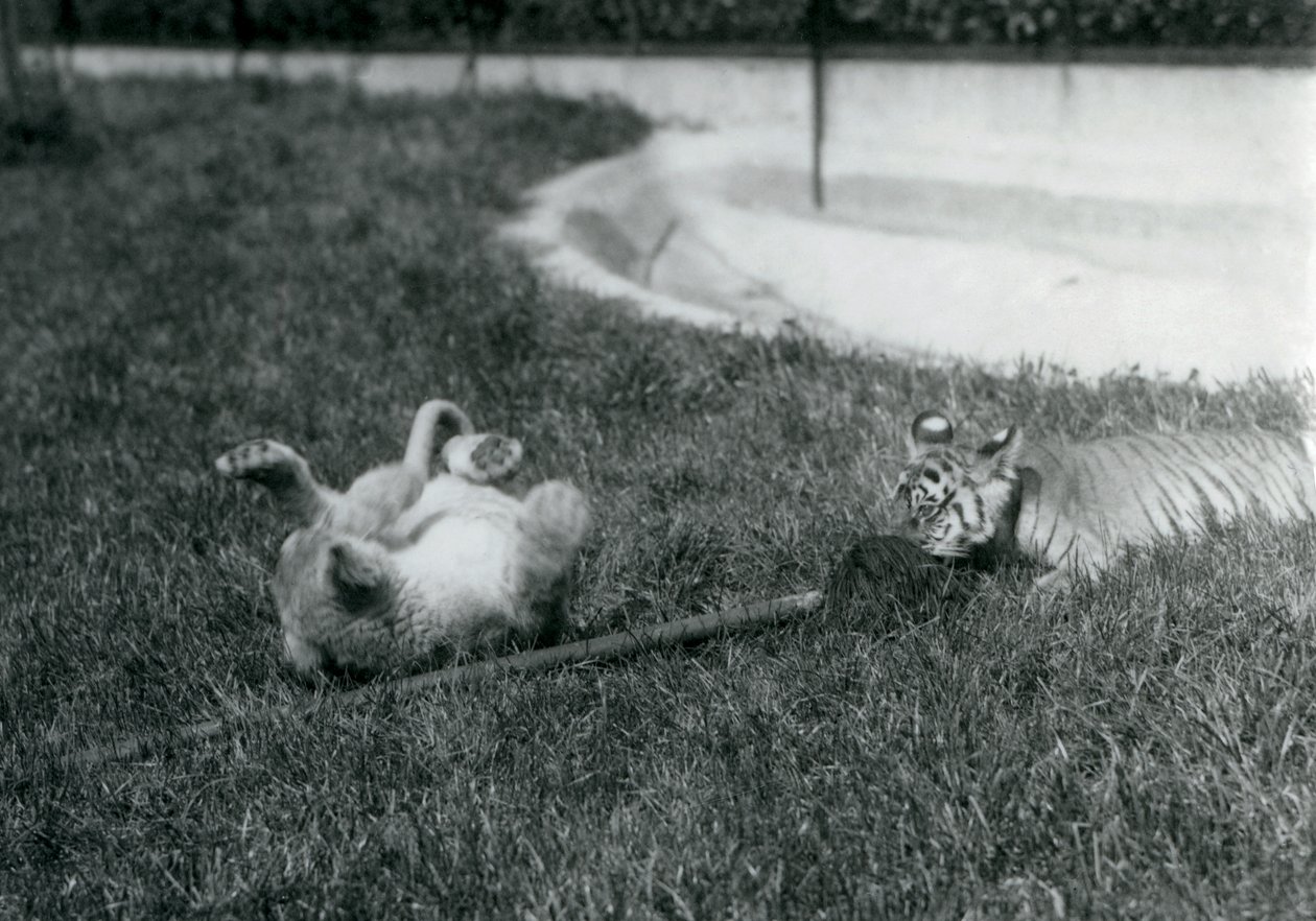 En løve- og tigerunge leker med en mopp, på gresset, ved et basseng, London Zoo, september 1925 av Frederick William Bond