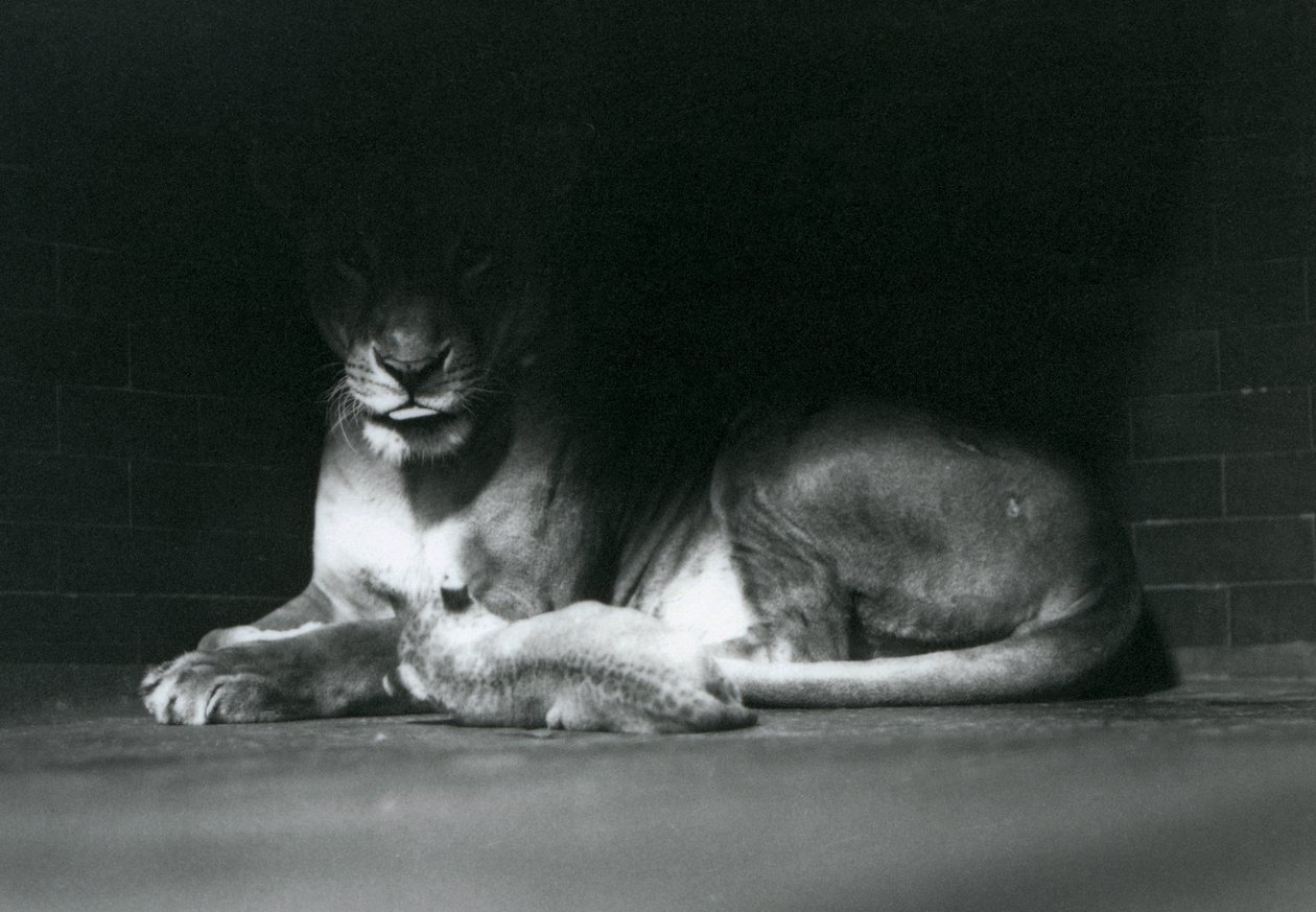 En løveunge som ligger sammen med sin mor i skyggen av baksiden av innhegningen deres, London Zoo, oktober 1925 av Frederick William Bond