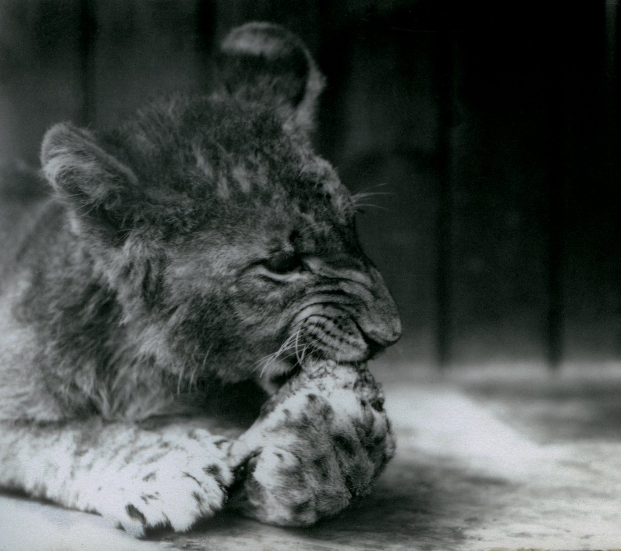 En løveunge matet i ZSL London Zoo i 1927 av Frederick William Bond