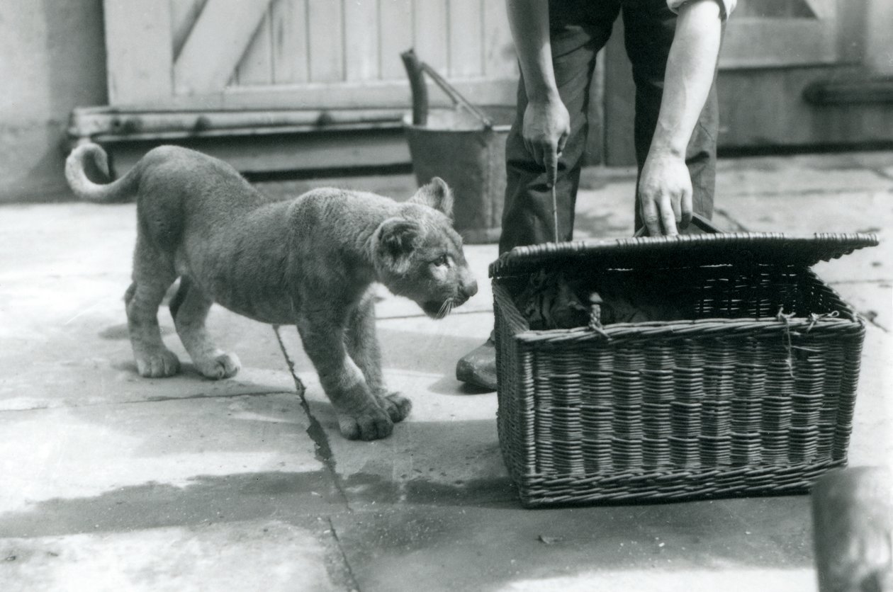 En løveunge ser på en tigerunge i en flettet kurv, som en keeper åpner, London Zoo, september 1925 av Frederick William Bond