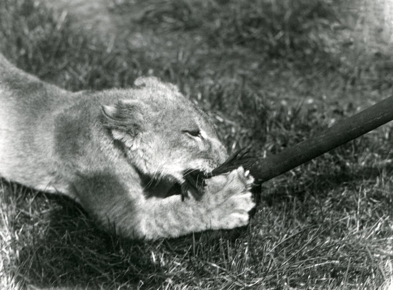 En løveunge leker med en mopp, holdt av vokteren, på gresset foran hiet, London Zoo, september 1925 av Frederick William Bond