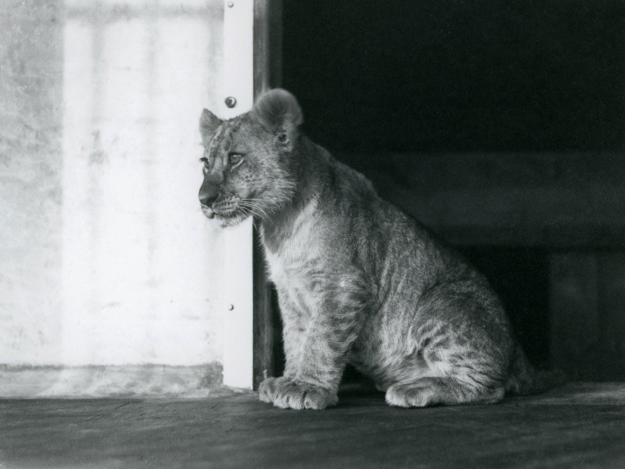 En løveunge sitter på gulvet i London Zoo i 1930 (s/hvitt-bilde) av Frederick William Bond