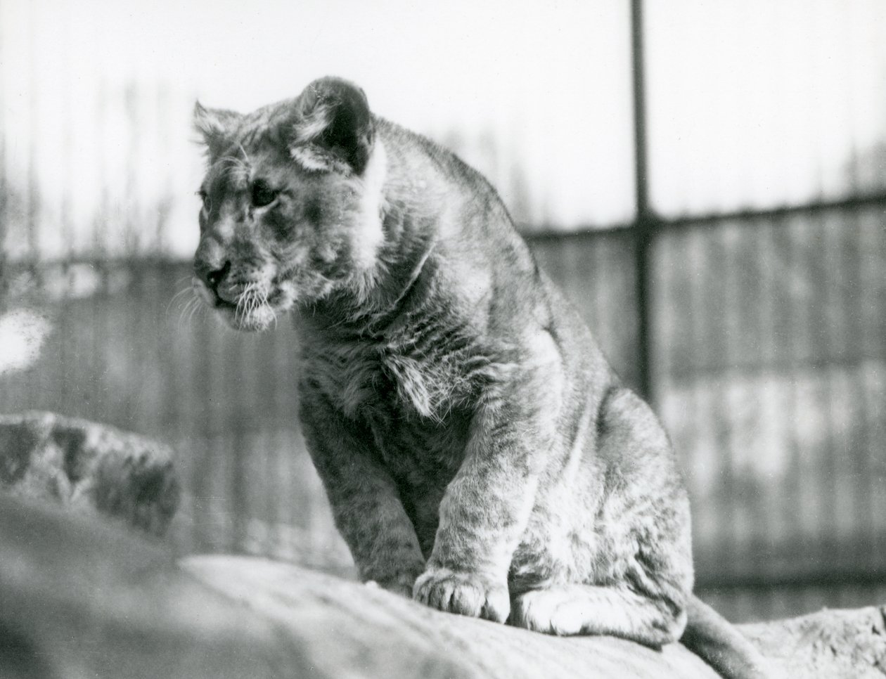 En løveunge, som ble født i menasjeriet i juli 1923, London Zoo, juli 1924 av Frederick William Bond
