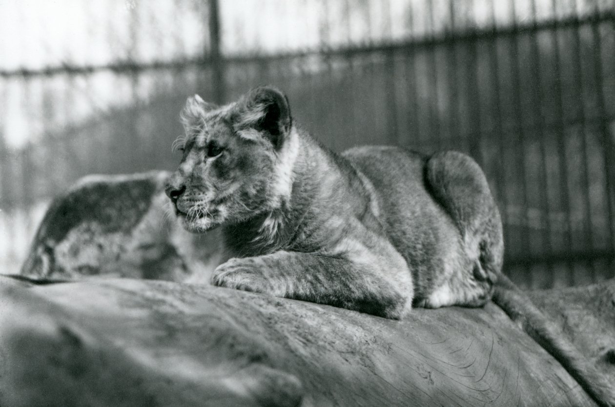En løveunge, som ble født i menasjeriet i juli 1923, London Zoo, juli 1924 av Frederick William Bond