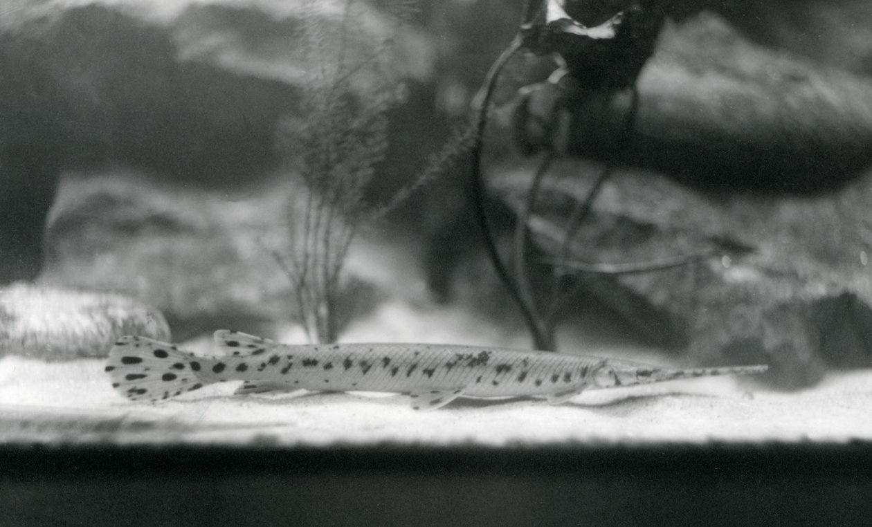 En Longnose gar, eller Needlenose gar, London Zoo, 1924 av Frederick William Bond